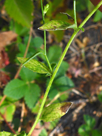 Stem and leaves