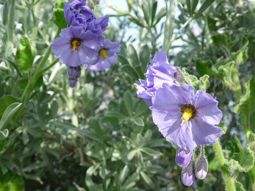 Flower clusters