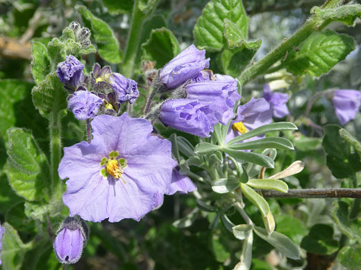 Purple Nightshade