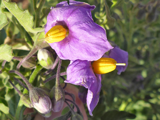 Buds and flowers