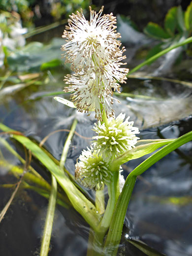 Flower clusters