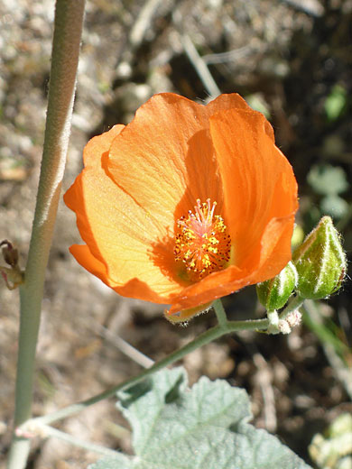 Flower and buds