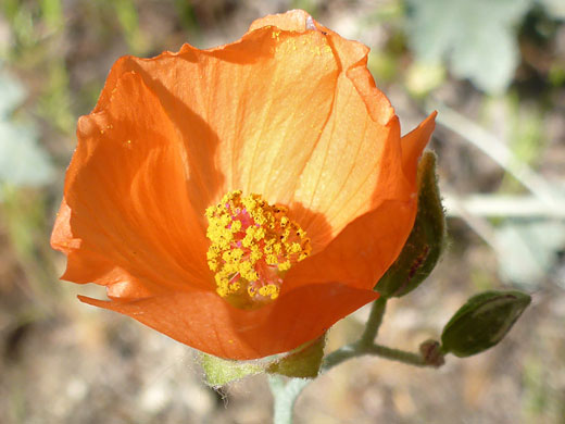 Cup-shaped flower