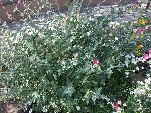 Curly-edged leaves