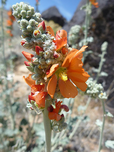 Flower spike