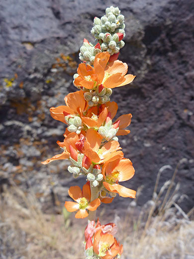 Many flowers