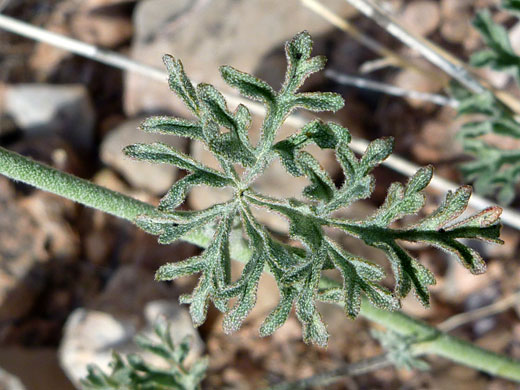 Leaf and stem