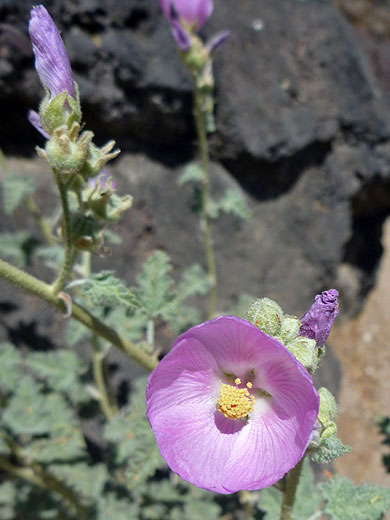 Gooseberry-Leaved Globemallow