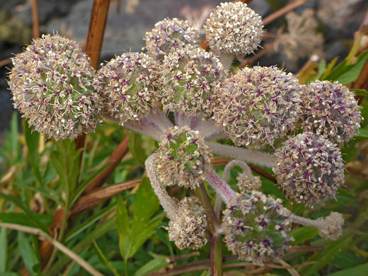 Withering flowers