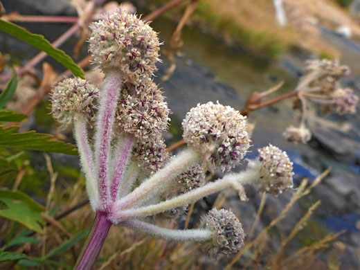 Umbellate inflorescence