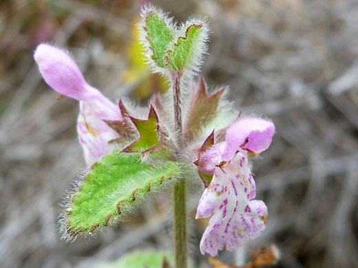 Bugle Hedge-Nettle