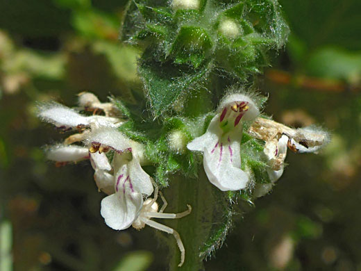 Whitestem Hedgenettle; Whitestem hedgenettle (stachys albens), Marble Falls Trail, Sequoia National Park, California