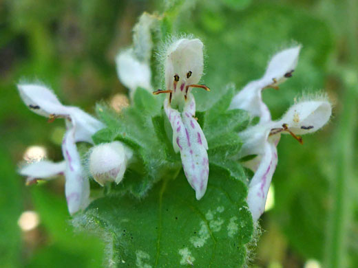 White flowers