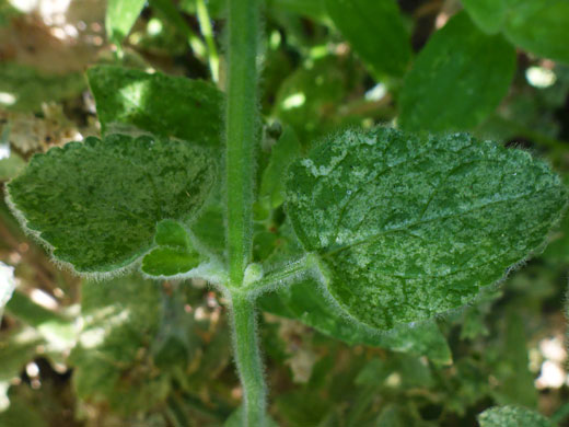 Whitestem Hedgenettle