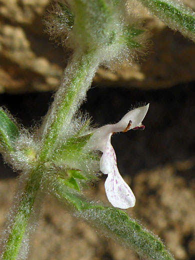 Hairy stem