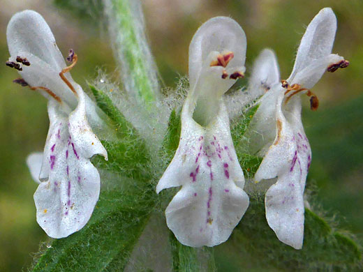 Exserted stamens