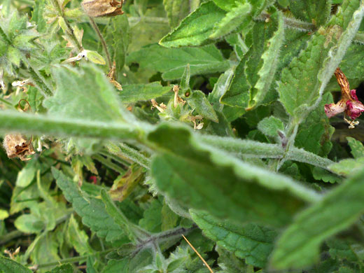 Stem and leaves