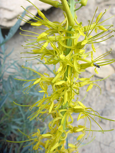 Exserted stamens