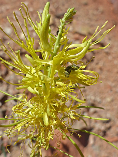 Flowers and caterpillar