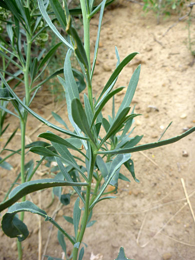 Stem and leaves