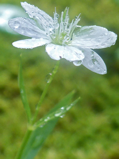 White petals