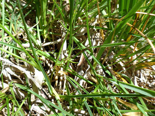 Narrow, linear leaves