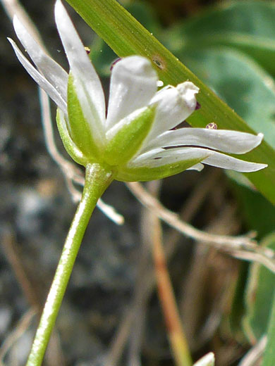 Hairless flower stalk