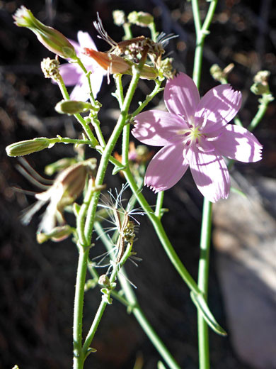 Small Wirelettuce