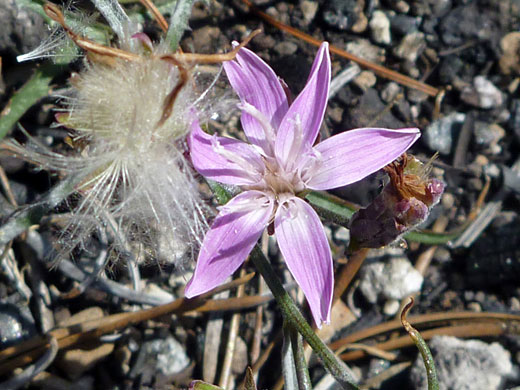 Largeflower Wirelettuce