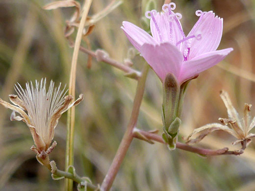 Florets and pappus bristles