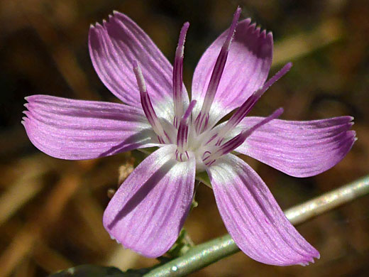 Rod Wirelettuce; Rod wirelettuce (stephanomeria virgata ssp virgata), Tehachapi Loop, California