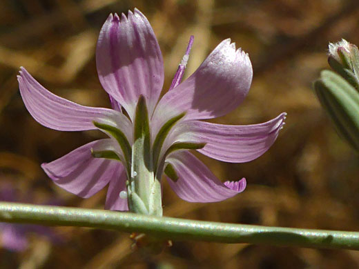 Hairless stem