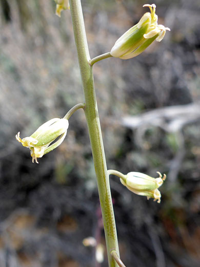 Longbeak Streptanthella