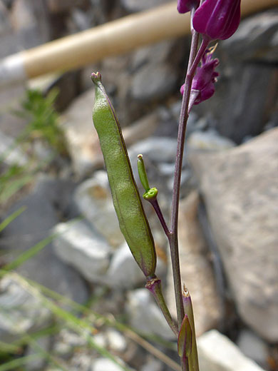 Green seed pod