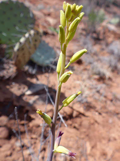 Upper stem