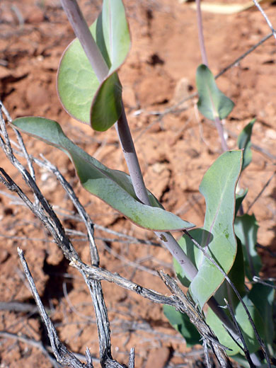 Stem and leaves