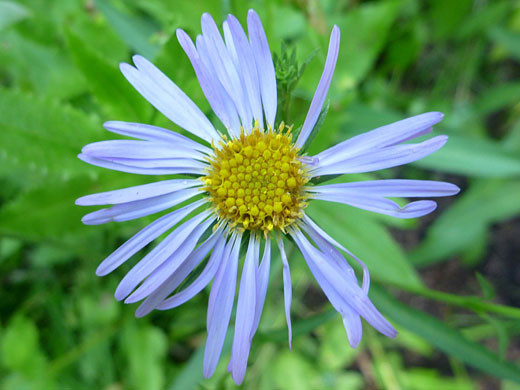 Western Mountain Aster