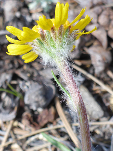 Phyllaries and florets