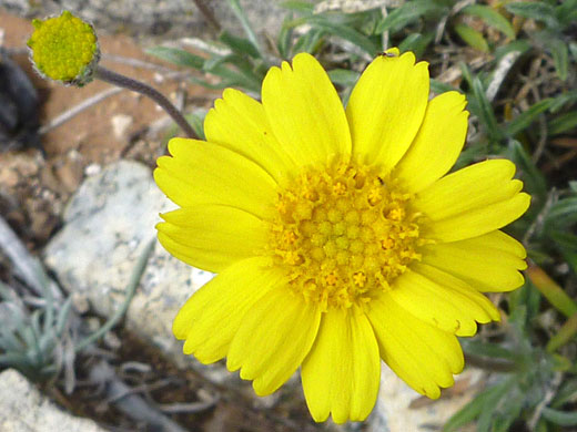 Flower and bud