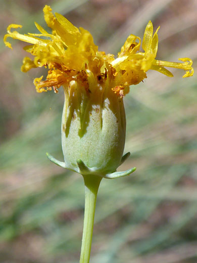 Spreading disc florets