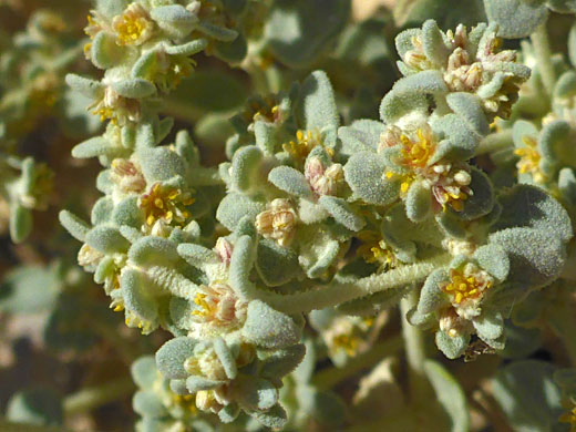 Tiny flowers