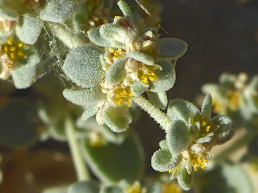 Yellow anthers