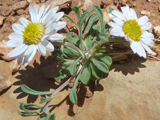 Hairy stems and leaves