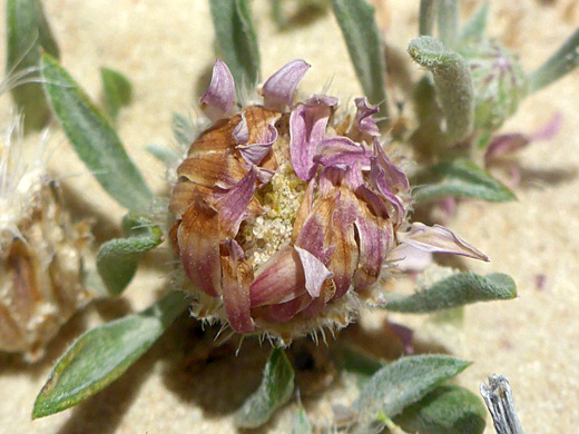 Withered ray florets