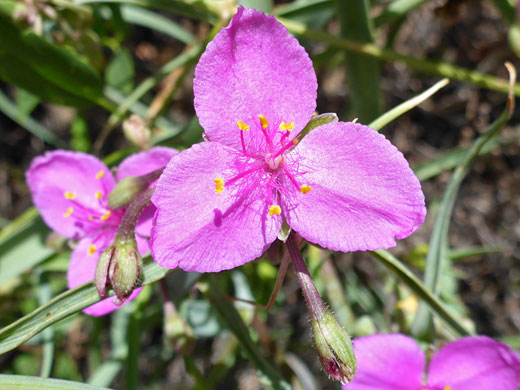 Bright pink flower