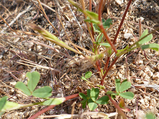 Red stems