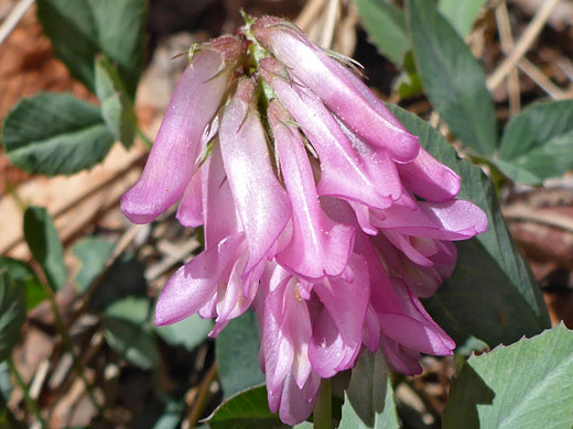 King's Clover; King's clover (trifolium kingii), Zion National Park, Utah