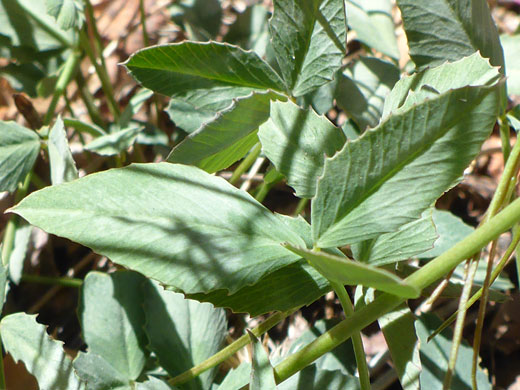 Toothed leaves