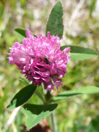 Spherical cluster