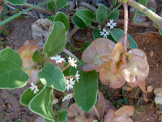 Leaves and bracts